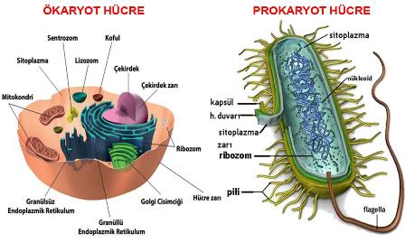 Ökaryot Prokaryot Nedir, Farkları ve Özellikleri